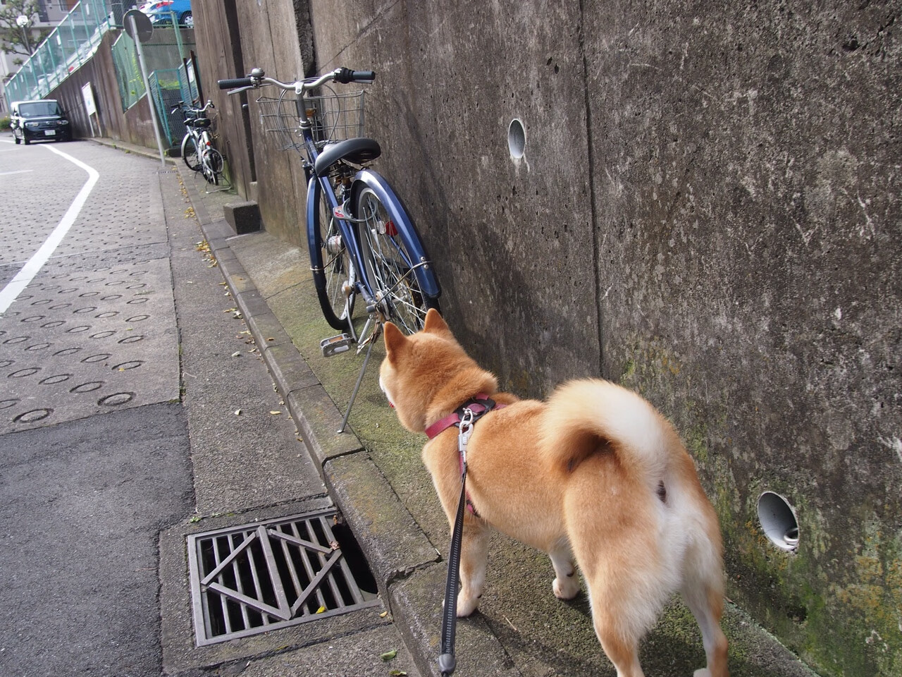 “青训市场快速发展,私人青训营如雨后春笋”,青训营多少钱
