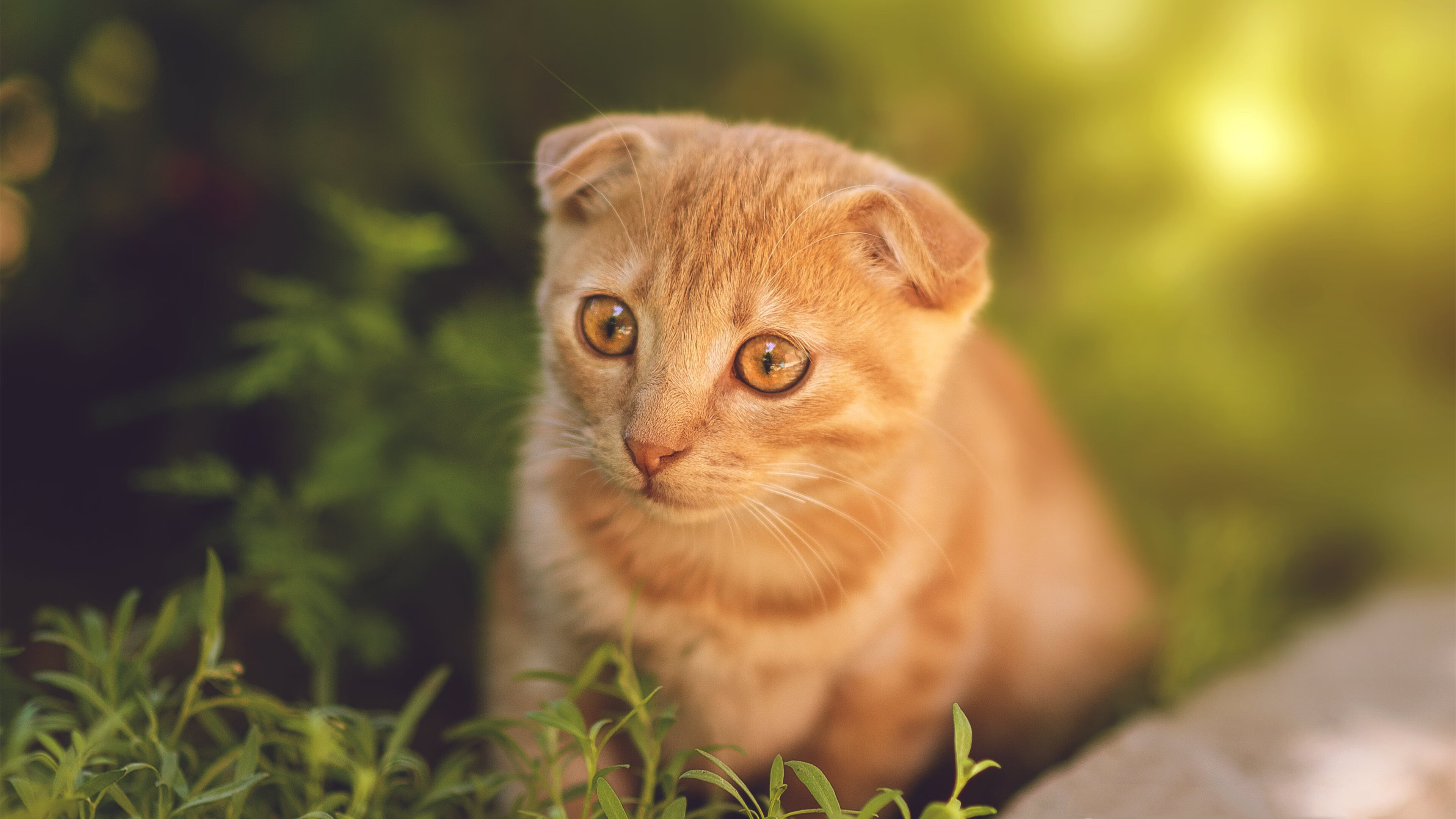 人工智能辅助电竞训练,提高选手竞技水平,训练人工智能打游戏