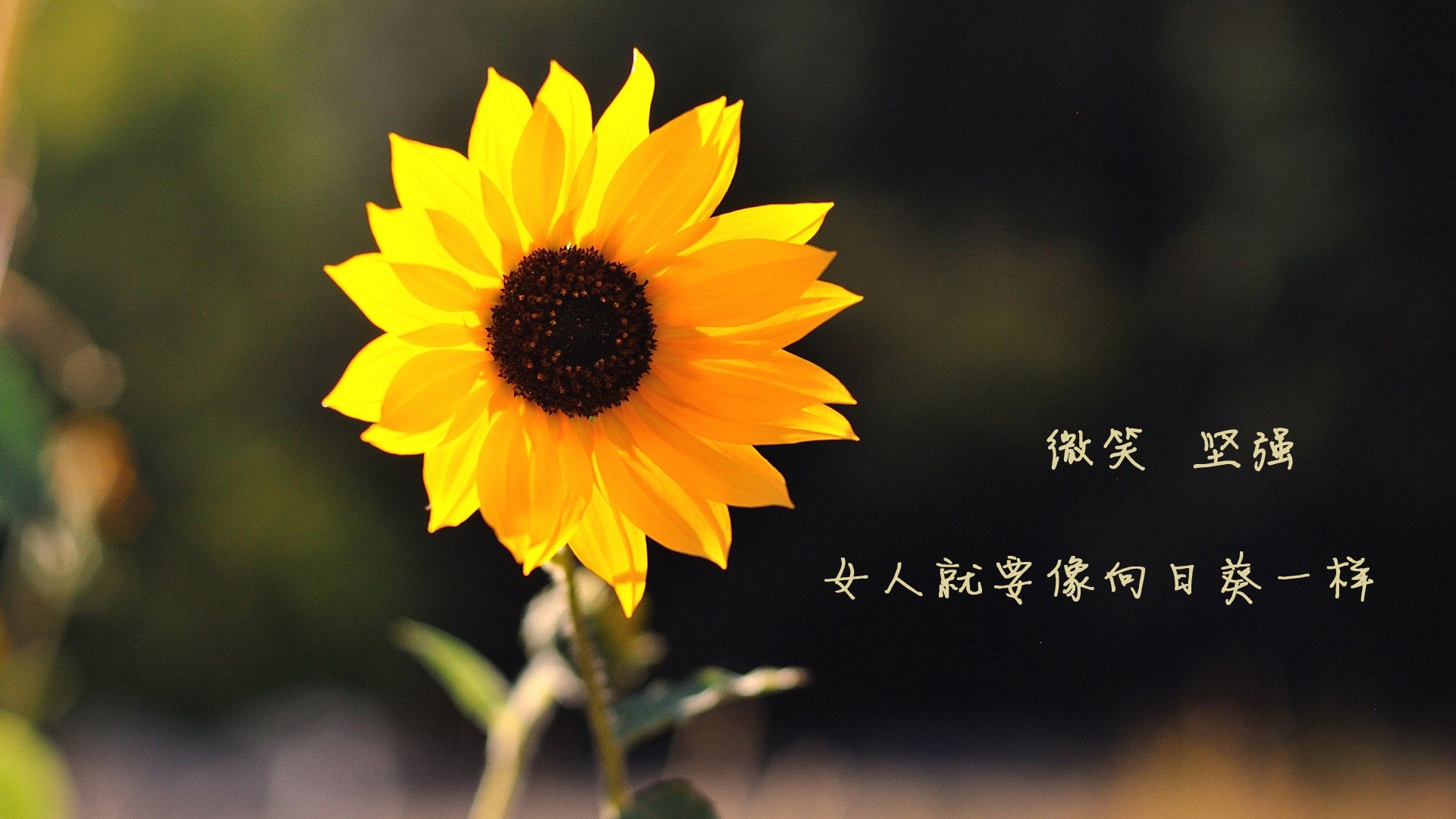 全国足球场地绿化技术应用创新,打造“绿色运动场”,足球场绿色草坪背景图