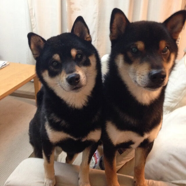 九游(jiuyou)官方网站-【攻守平衡】奥沙利文的比赛哲学:不断创新的战术布局,奥沙利文top gear