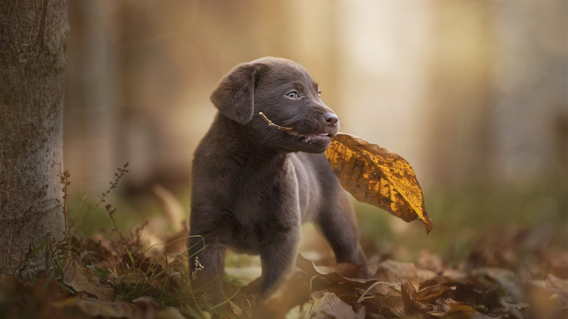 中国复合弓女队在射箭世界杯上海站团体赛中表现出色,中国复合弓能射多远