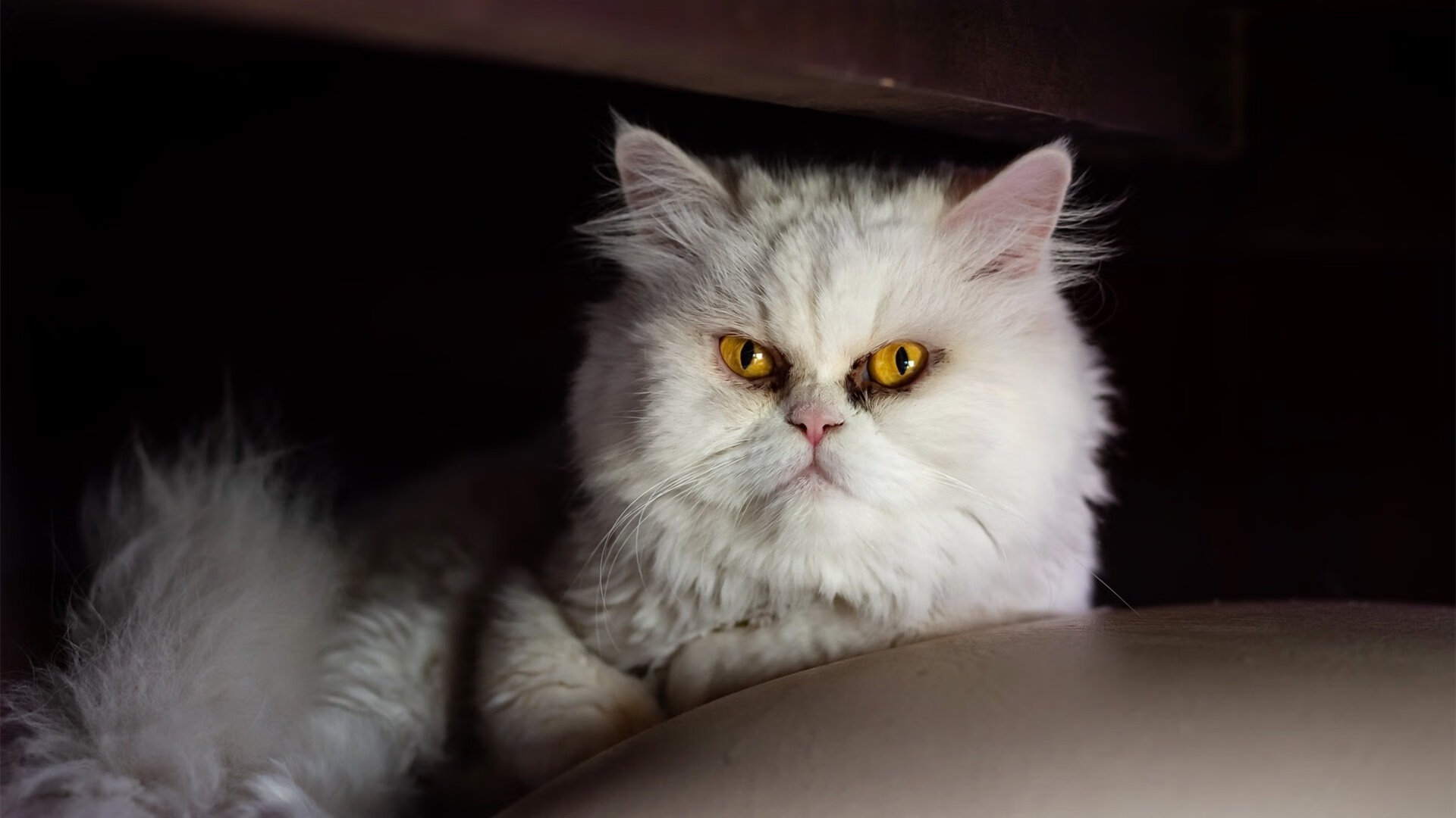 史上最年轻的欧冠冠军，未来之星崭露头角，欧冠历史最年轻出场球员