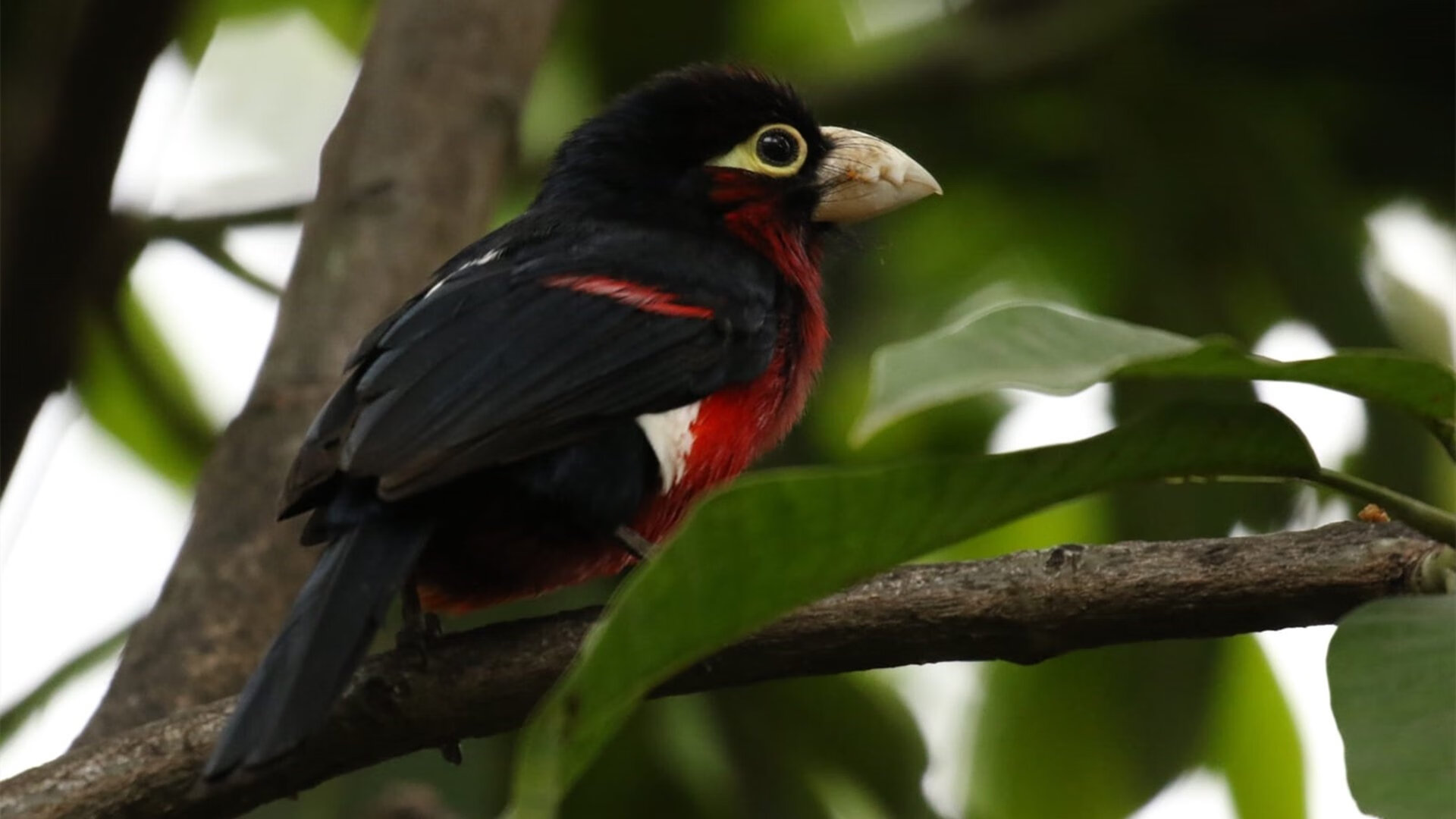 国际车迷狂欢节:不同国家的狂热场面,国际车王
